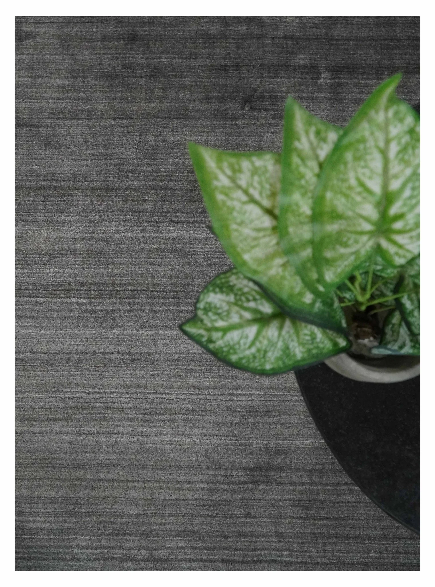 Solid Charcoal Scandinavian 5x7 Blended Bamboo Silk Flatwoven Area Rug, Dinning, Kids Rug | HL44 - Image 10